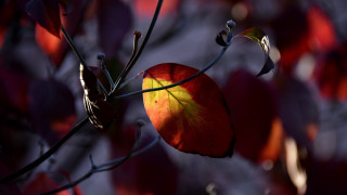 Red yellow leaf branch rich - rich free wallpaper