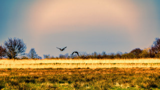 Two birds flying grassy field - rich moody colour free wallpaper