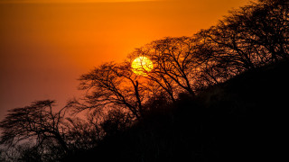 Sunset trees background yellow sun - a dark sky free wallpaper