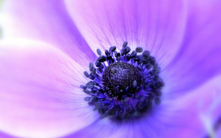 Purple flower macro ferriswheel fireworks - a black center free wallpaper for desktop