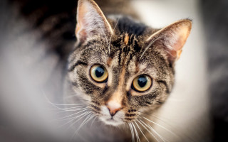 White cat blue eyes blurry 2 - brenda chamberlain free wallpaper