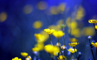 Yellow flowers bokeh moon lamp - blue background free wallpaper