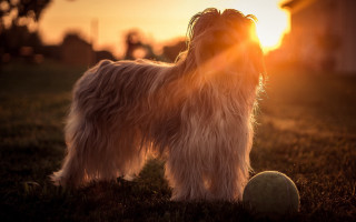 Dog grass ball sunset flame - a ball in front free wallpaper