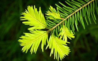 Pine branch green background blurry - free forest wallpaper