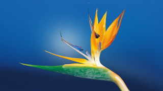Bird of paradise blue sky - single free wallpaper