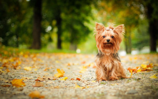 Small dog leafy road autumn - road free wallpaper