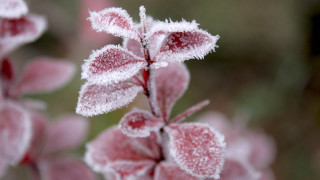 Frosted plant macro winter blurry 2 - frost free wallpaper for desktop