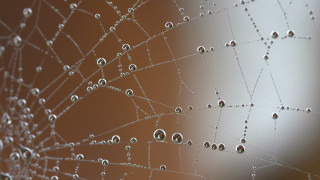 Spider web water drops gothic - a spider web free wallpaper