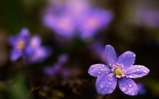 Purple water droplets macro flower - a purple flower free wallpaper