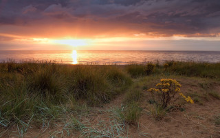 Sunset ocean grass flowers matte - the foreground and a body of water free wallpaper for desktop