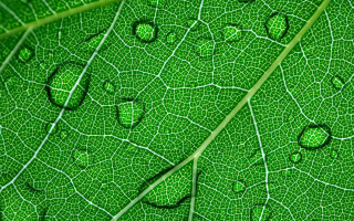 Green leaf water droplets macro 37 - drop of water free wallpaper for desktop