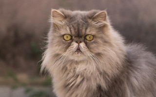 Longhaired cat serious yelloweyes neoplasticism - angry free wallpaper