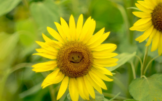 Sunflower cheerful macro ecological field - a sunflower free wallpaper