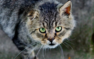 Green eyes cat macro neoplasticism - a blurry background of grass free wallpaper for desktop