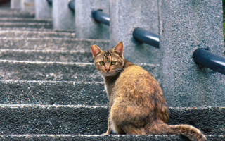 Cat stairs serious eyes cityscape - a set of stairs free wallpaper