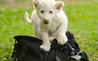 White tiger cub camera grass - a black bag free wallpaper