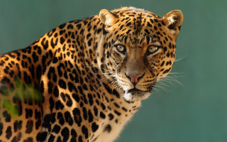 Leopard closeup green background animal - a green background behind free wallpaper for desktop