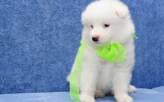 Small white dog green bow - a blue blanket free wallpaper