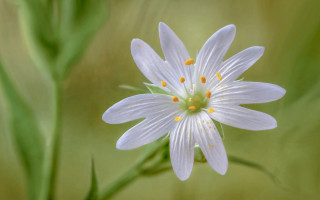 White flower yellow stamens green 3 - a blurry background of grass free wallpaper for desktop