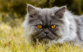 Cat yellow eyes serious grass - a serious look free wallpaper