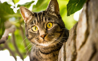Cat looking up tree leaves - optical free wallpaper