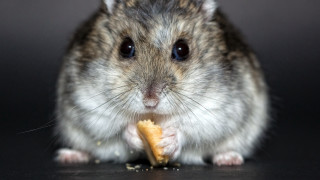 Chippy rodent eating food black - a piece of food free wallpaper