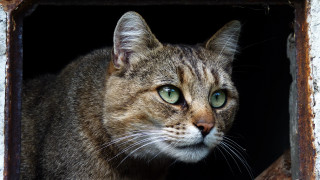 Cat green eyes window rusted - the side of it free wallpaper