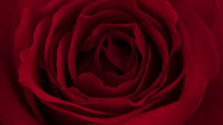 Red rose white border neo - the center of the flower free wallpaper