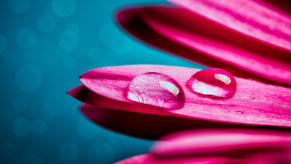 Pink flower water drops bokeh - petal free wallpaper for desktop