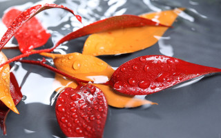 Red leaves water waterdrops yellow - a yellow leaf free wallpaper