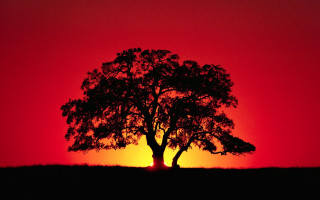 Silhouetted tree red sky sunset - the sun setting behind free wallpaper