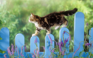 Cat fence purple flowers green - a green background behind free wallpaper for desktop