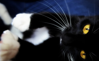 Black white cat yellow eyes 3 - closeup free wallpaper
