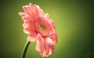 Pink flower green background macro - a blurry photo free wallpaper