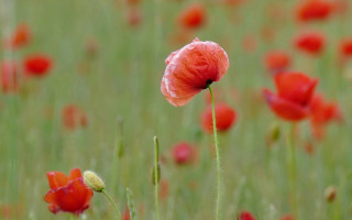 Red flower field bokeh impressionist - single free wallpaper