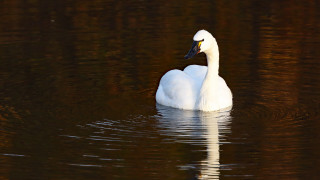 Swan reflection water ocean bird - a swan free wallpaper
