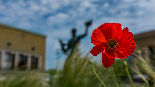 Red flower statue building bokeh - ann thetis blacker free wallpaper for desktop