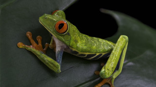 Green frog red eyes leaf 2 - a green frog free wallpaper