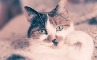 Cat on rug paw ground - a rug free wallpaper