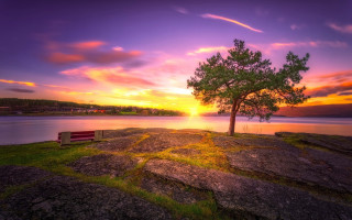 Lone tree rocky cliff lake - arvid nyholm free wallpaper