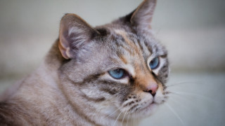 Blue eyes cat looking shallow - a blurry background of the image free wallpaper