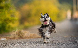 Dog running tongue out outdoors 2 - elke vogelsang free wallpaper