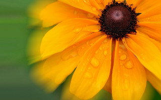 Yellow flower water droplets sunflower - a yellow flower free wallpaper