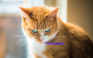 Cat purple collar serious look - a cat free wallpaper