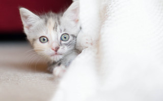 Kitten peeking under blanket red - the floor of a room free wallpaper