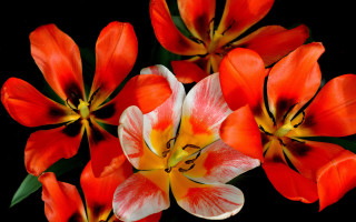 Red white flower bouquet black - a yellow center free wallpaper