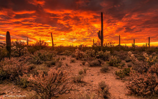 Desert sunset cactus field autumn - a desert free wallpaper