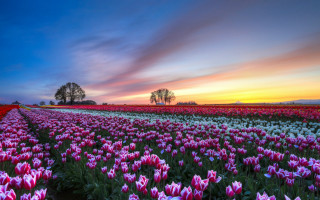 Tulip field sunset lone tree - dirck van der lisse free wallpaper