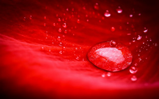 Red flower water droplets moon - a white heart free wallpaper