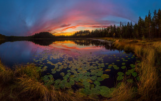 Lily pads sunset clouds mountains - the foreground and a sunset in the background free wallpaper